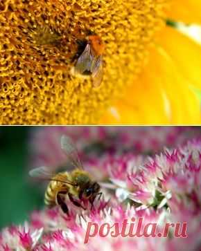 Макро обои на рабочий стол - страница 172