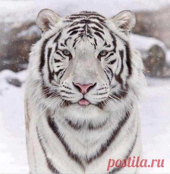 Бенгальский тигр Без кота и жизнь не та : Бенгальский тигр