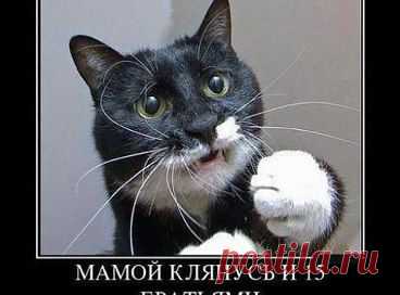 мамой клянусь и 15 братьями тапки сами обосрались...