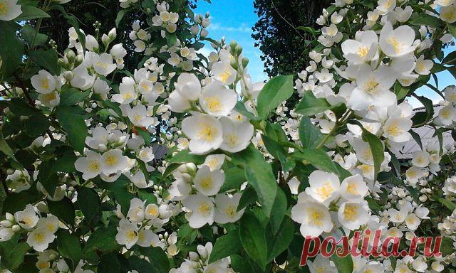 Школа садоводов Андрея Туманова
Наталья Суринская (Андронова)