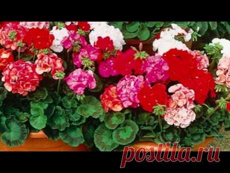 Герань будет радовать пышным цветением!ВОТ ПРОСТОЕ СРЕДСТВО !