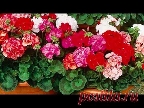 Герань будет радовать пышным цветением!ВОТ ПРОСТОЕ СРЕДСТВО !
