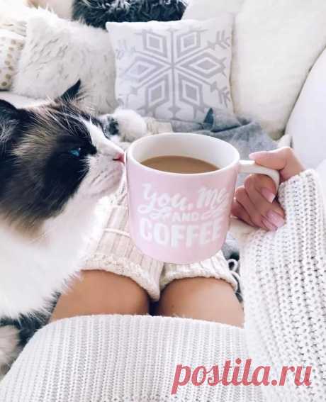 девушка , кофе и кошка.. картинки: 2 тыс изображений найдено в Яндекс.Картинках
