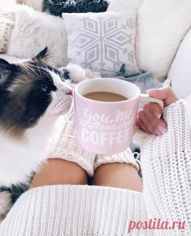 девушка , кофе и кошка.. картинки: 2 тыс изображений найдено в Яндекс.Картинках