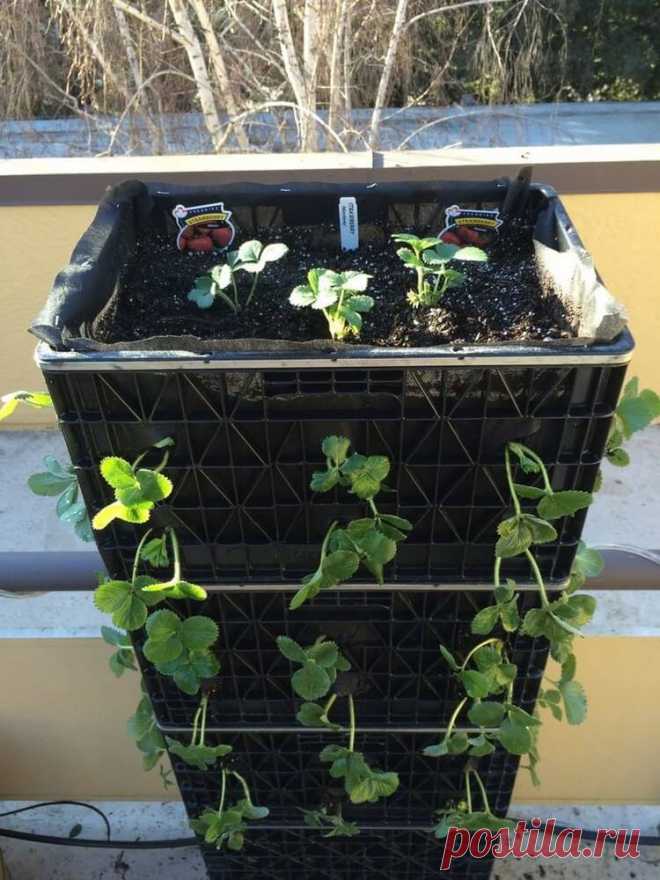 Эта женщина не выбрасывает пластиковые контейнеры, а использует их повторно. Удивительно!