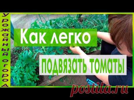 УДОБНАЯ ПОДВЯЗКА И ПАСЫНКОВАНИЕ ТОМАТОВ!ПЕРВЫЕ ШАГИ!