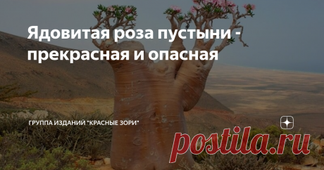Ядовитая роза пустыни - прекрасная и опасная Смоченные в ее соке стрелы способны за считанные минуты убить крупное животное, просто оцарапав его шкуру. Это растение называют «розой суккулентного мира», «Импальской лилией», «звездой Сабинии» и… «бутылочным деревом». Притягивающий взгляд древовидный суккулент семейства Кутровые – адениум – считается одним из красивейших цветущих растений пустыни. Эти деревца редко вырастают выше 2-3 метров (впрочем, попадаются и настоящие де...