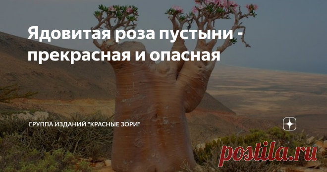 Ядовитая роза пустыни - прекрасная и опасная Смоченные в ее соке стрелы способны за считанные минуты убить крупное животное, просто оцарапав его шкуру. Это растение называют «розой суккулентного мира», «Импальской лилией», «звездой Сабинии» и… «бутылочным деревом». Притягивающий взгляд древовидный суккулент семейства Кутровые – адениум – считается одним из красивейших цветущих растений пустыни. Эти деревца редко вырастают выше 2-3 метров (впрочем, попадаются и настоящие де...