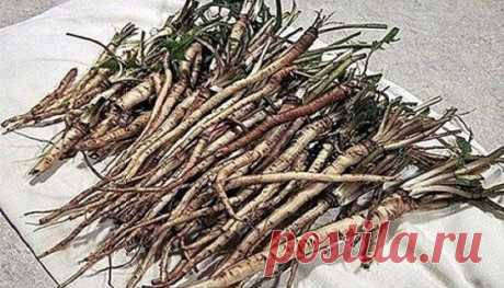 ЭФФЕКТИВНЕЕ ХИМИОТЕРАПИИ: ТРАВА УБИВАЕТ РАКОВЫЕ КЛЕТКИ 
Чай одуванчика действительно способен разрушить раковые клетки и защитить здоровые клетки от рака. 
Эта трава имеет множество лечебных свойств, что делает ее мощным лекарством. Кроме того, чай готовится очень легко. Наши предки использовали его для лечения многих заболеваний, но сегодня самое важное применение корня одуванчика для борьбы с раком. 
Ученые обнаружили, что эффект от корня одуванчика лучше, чем химиотерапии. 
В результате исс