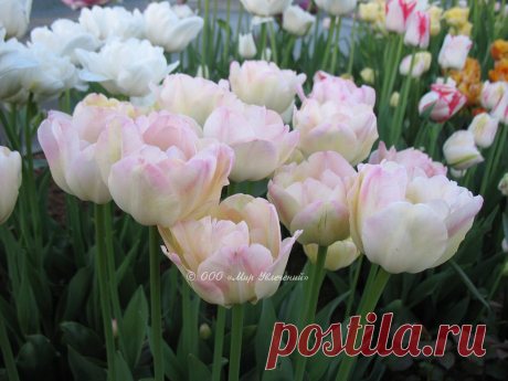 Tulip_Creme_Upstar_1.jpg (Изображение JPEG, 1024 × 768 пикселов) - Масштабированное (90%)
