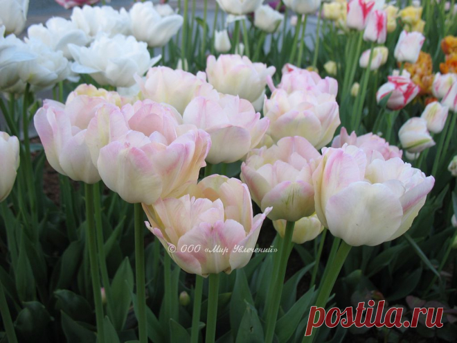 Tulip_Creme_Upstar_1.jpg (Изображение JPEG, 1024 × 768 пикселов) - Масштабированное (90%)