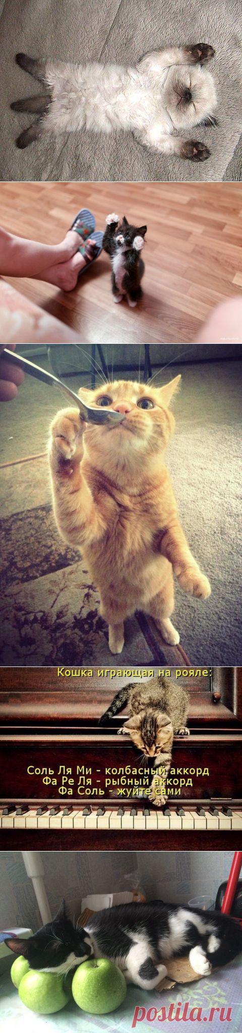 В доме, где есть кошка, других украшений не нужно: смешная котоподборка | Дай лапку