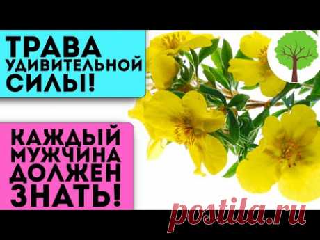 98 % мужчин не знают, а зря! Это неприметное растение творит чудеса с потенцией и даже…