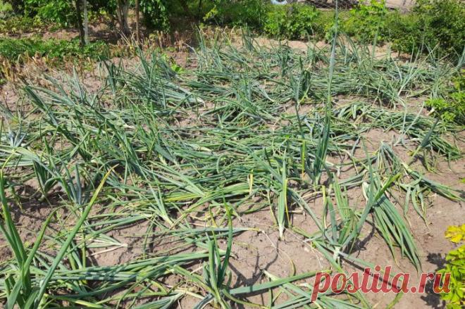 Почему лук идет в стрелку и не растет: тайну раскрыли огородники, и лишь единицы знают, в чем тут хитрость. Когда лук вместо сочной репки выбрасывает стрелку, урожай оказывается под угрозой.