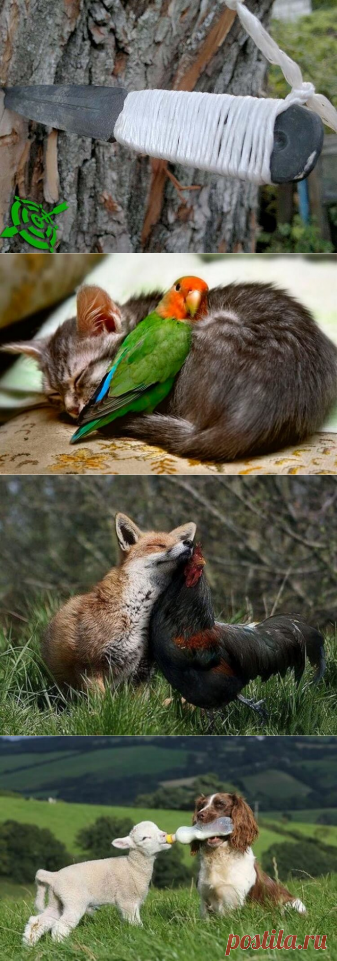 Потрясающие снимки удивительной дружбы животных разных видов. Это так мило!