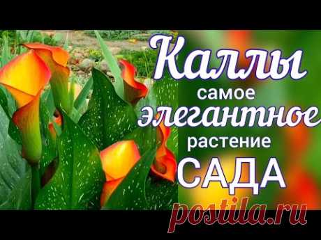 Садовые КАЛЛЫ . Посадка , уход , выращивание .