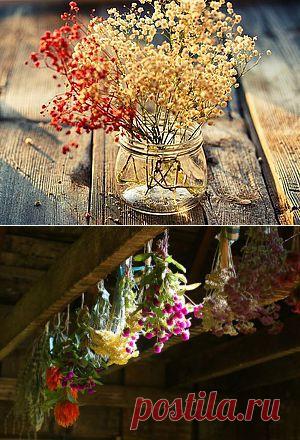 Сухоцветы: секреты технологии | Своими руками