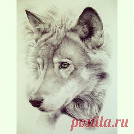 рисунок, страдание, волк - картинка #2035468 от saaabrina на Favim.ru