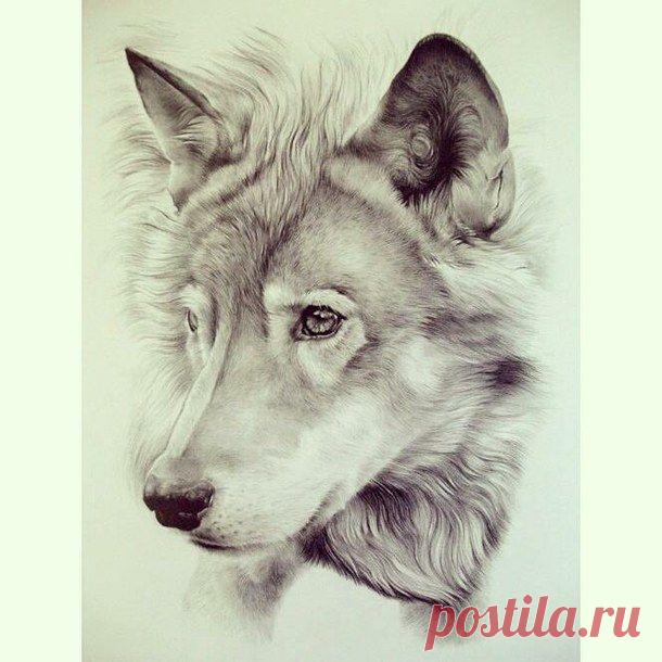 рисунок, страдание, волк - картинка #2035468 от saaabrina на Favim.ru