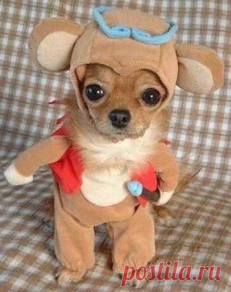 - Мамочка, купи мне маленькую собачку!  - НЕТ!  - Ну маааамочка, ну хотя бы ЧИХУЯХУЁНЫША!!!))))))
