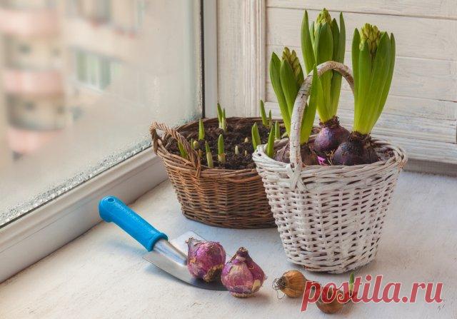 Скучаю по даче – что делать | Полезно (Огород.ru)