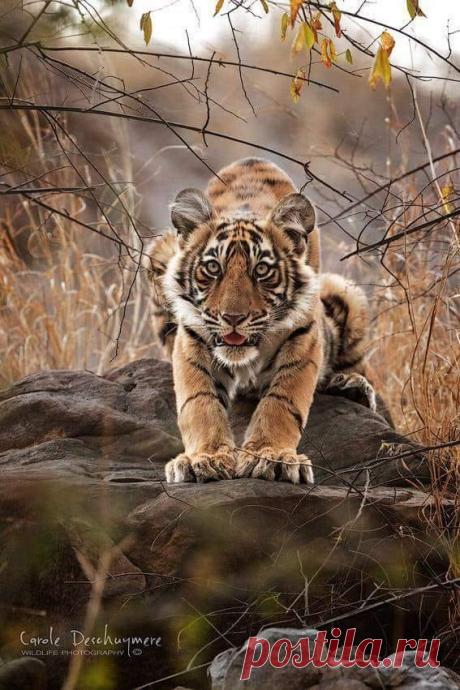 Save Wildlife with Maria - Hlavní stránka