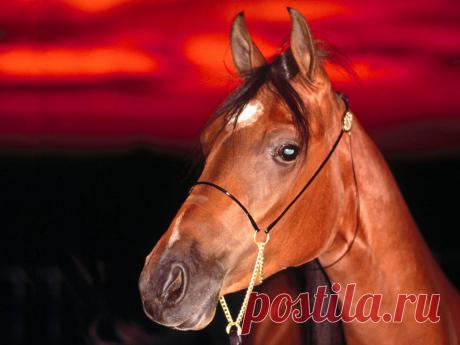 Красота. Мощь. Сила. Грация.