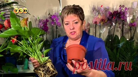 Антуриум - Цветочная лавка В Центральной и Южной Америке растёт «цветок фламинго». Так его называют за красоту и изящество форм соцветия, которые сравнимы с грацией розового фламинго. ...