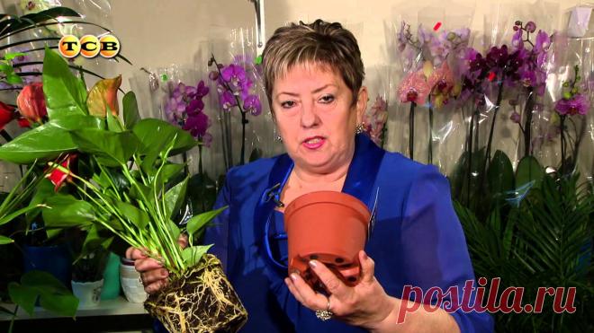 Антуриум - Цветочная лавка В Центральной и Южной Америке растёт «цветок фламинго». Так его называют за красоту и изящество форм соцветия, которые сравнимы с грацией розового фламинго. ...