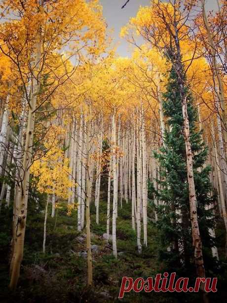 Outdoorsy. ish - Colorado | AUTUMN AUTUNO HERBST FALL