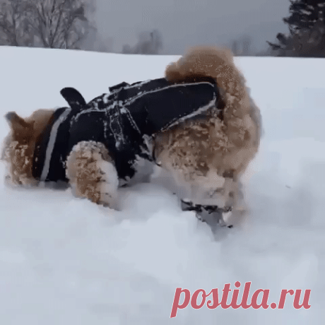 Впервые увидели снег…)