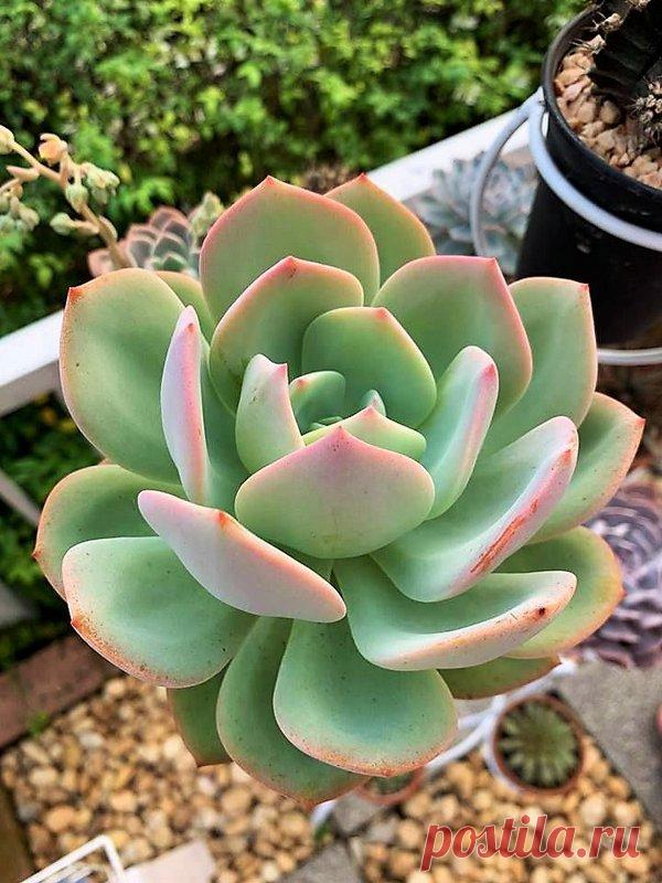 Suculenta Echeveria Hakuhou - Importada Tamanho da muda com no mínimo 5cm equivalente À SEGUNDA FOTO. A Echeveria Hakuhou é uma linda suculenta hibrida, desenvolvida no Japão, resultado do cruzamento entre a Echeveria Pallida e a Echeveria Lauii, além de rustica, tem crescimento rápido e de fácil cultivo. Só no Brasil contamos com mais de 100 tipos de suculentas, plantas cuja característica mais marcante é o fato de armazenarem boa quantidade de água nas raízes, no talo ou...