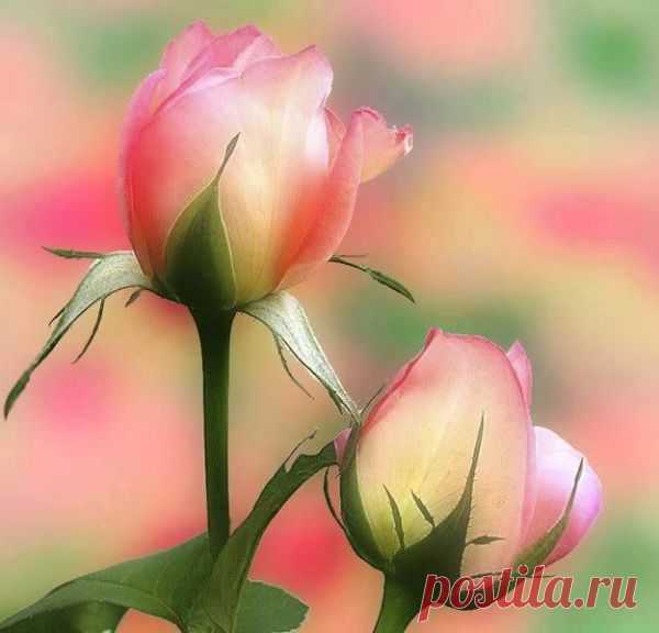 (2) ‫Фотографии Хроники - Photos Book | فوتوس بوك‬