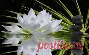 Цветы обои на рабочий стол - страница 82