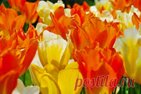 Amazon.com : Emperor Tulip Bulb, Jazz Mix, (10 Pack) Stunning Perennial Tulips, Bulbs, Large Flowers : Garden & Outdoor