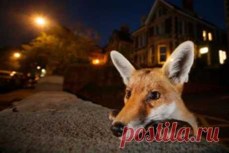 Лучшие фотографии природы по версии Wildlife » Notagram.ru Самые красивые фотографии природы по версии журнала Wildlife. Забавные и необычные фотографии природы и животных Конкурс фотографии Wildlife 2016.