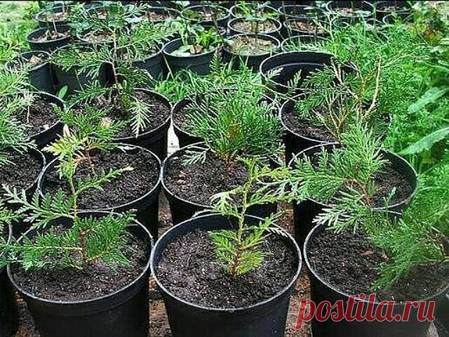 (90) Одноклассники