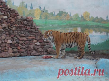 Тигр.