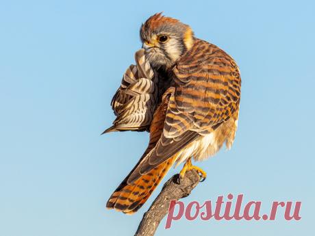 Определены самые смешные фото дикой природы 2020 года - Новости Mail.ru