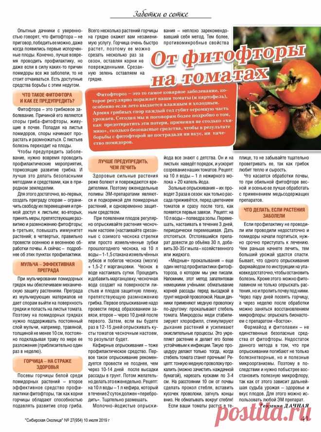 От фитофторы на томатах