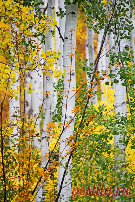Aspens, Colorado; photo by Synapped | Colorado