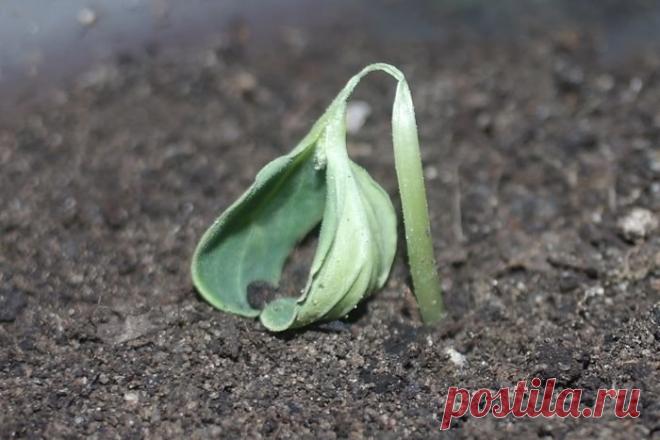 Дачный участок