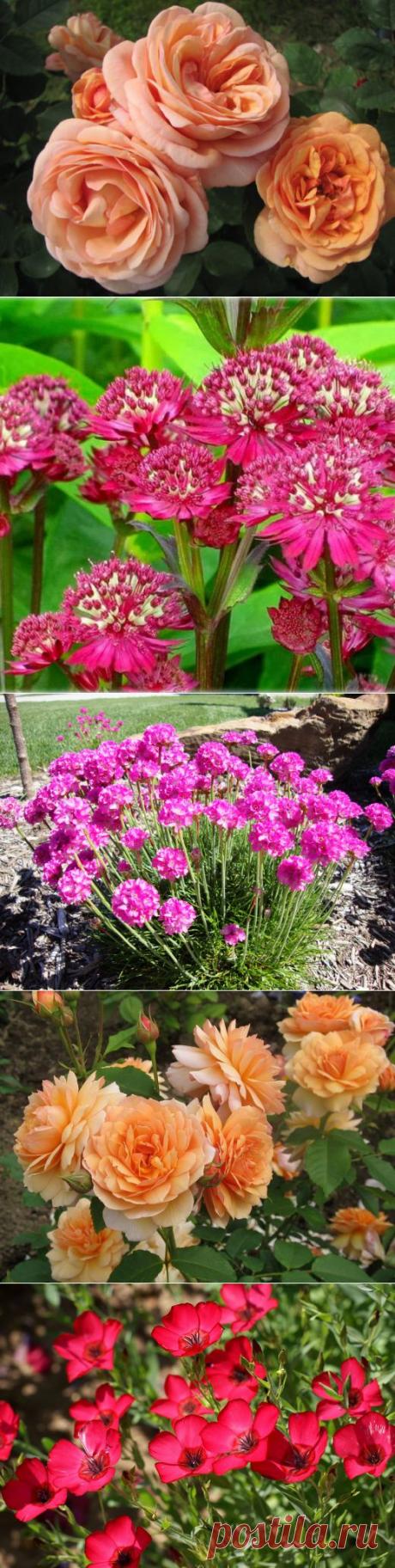 Многолетние растения, цветущие с начала и до конца лета | Дачный участок