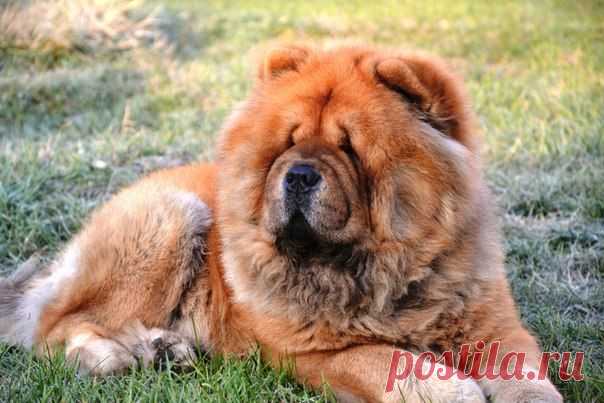 Мой любимчик Макар!