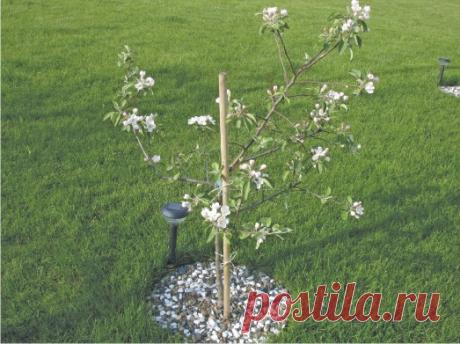 Учимся правильно прививать: виды и способы, правила, для чего нужны прививки - журнал "Ландшафт. Коттедж. Интерьер"