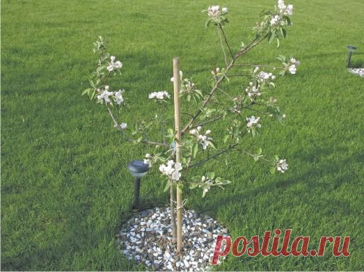 Учимся правильно прививать: виды и способы, правила, для чего нужны прививки - журнал 