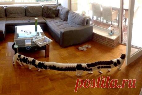 18 самых крутых панорам года, где все пошло не так: ↪ Кот решил уйти во время панорамной съёмки комнаты.