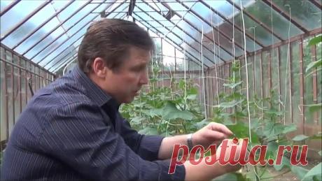 пасынкование  огурцов