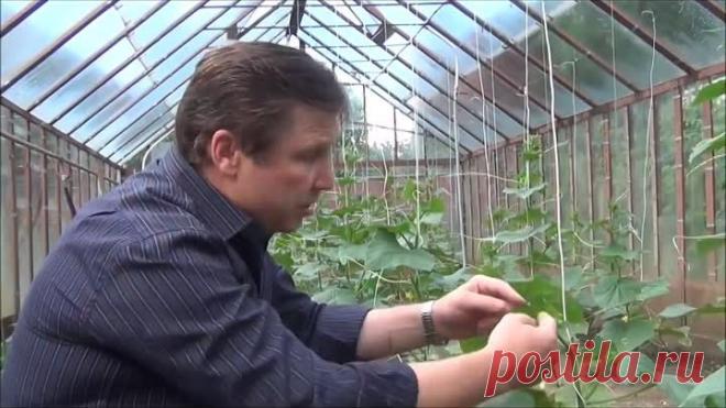 пасынкование  огурцов