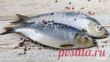 Засолка сельди в домашних условиях